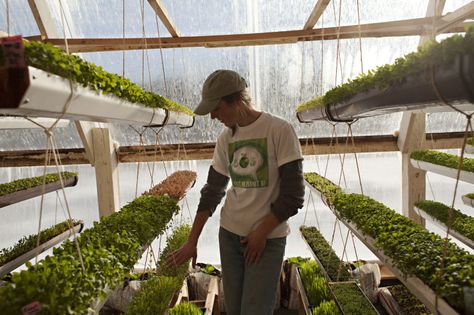 Round Greenhouse, Passive Solar Heating, Winter Greenhouse, Green House Design, Greenhouse Design, Wooden Greenhouses, Greenhouse Growing, Growing Veggies, Small Greenhouse