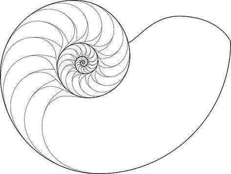 Nautilus Shell Drawing, Seashells Template, Fibonacci Sequence In Nature, Nautilus Tattoo, Golden Ratio Tattoo, Spiral Tattoos, Shell Drawing, Chambered Nautilus, Shell Tattoos