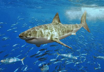 White Sharks, Great White Shark, Great White, Sharks, The Ocean, Fish, White