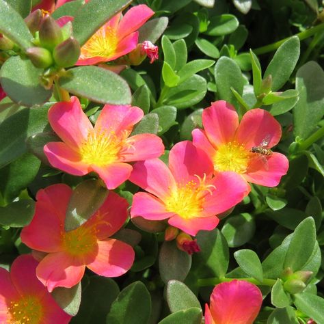 portulaca_mojave_pink_purslane_gc_pormp_01 Purslane Plant, Growing Moss, Flowering Succulents, Moss Rose, Hummingbird Flowers, This Heat, Bee Friendly, Planting Roses, Yellow Eyes