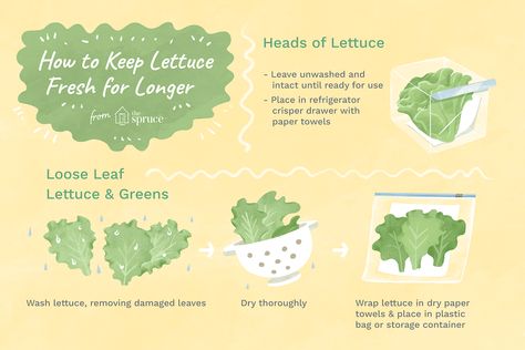 How to Keep Lettuce Fresh Longer Storing Lettuce, Garden Lettuce, Growing Lettuce, Head Of Lettuce, Fruit And Vegetable Storage, Tossed Salad, Lettuce Leaves, Better Homes And Garden, How To Store