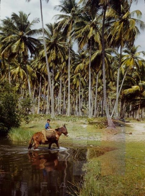 Riding by the beach Puerto Rico Landscape, Puerto Rico Vintage, Vintage Puerto Rico, Puerto Rico Vacation, Coconut Grove, Fire Station, Caribbean Sea, Small Island, Archipelago