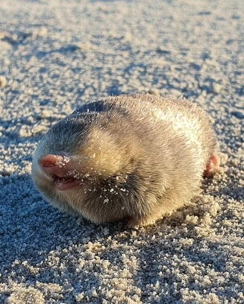 Golden Mole Mole Animal, Baby Mole, Elephant Shrew, Back From The Brink, Cherry On The Cake, Pretty Animals, Cute Stuffed Animals, Cute Animal Photos, Cute Animal Videos