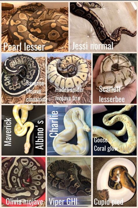 Ball Pythons Morphs, Ball Phytons, Ball Python Enclosure, Boop Noodle, Snake Enclosure, Python Morphs, Zoo Ideas, Ball Python Morphs, Ball Pythons