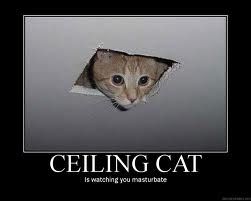 Ceiling Cat Cat Captions, Happy New Year Funny, New Year Meme, Funny Happy Birthday Meme, Happy Birthday Cat, Internet Cats, Meme Show, Happy Birthday Meme, Funny Happy Birthday