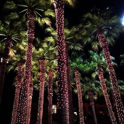 Palm Tree Christmas Lights, Fairy Trees, Palm Tree Lights, Decorated Trees, Palm Tree Decorations, Christmas Palm Tree, Tree Palm, Ten Nails, Lights Ideas