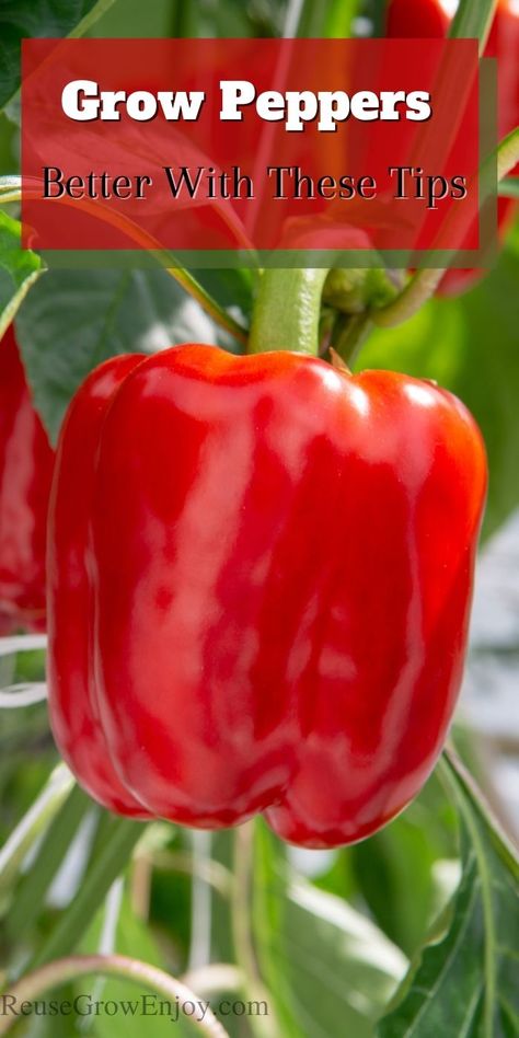 Have you ever tried to grow peppers? Check out these tips on how to grow peppers better. You will be a pro pepper grower before you know it! Grow Bell Peppers, Gardening Gadgets, Peppers Growing, Pepper Companion Plants, Growing Bell Peppers, Growing Peppers, Growing Tomatoes In Containers, Companion Plants, Plants To Grow