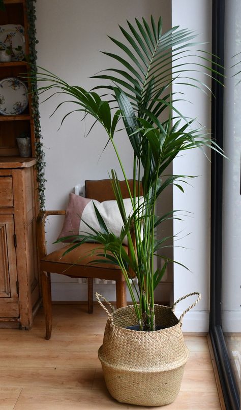 Big Indoor Plants, Organic Plant Food, Tall Indoor Plants, Easy Care Houseplants, Aesthetic Plant, Kentia Palm, Shelf Small, Plant Corner, Yellow Plants