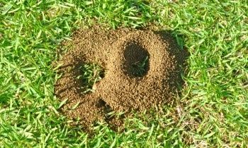 How to Get Rid of Ant Hills in the Lawn How To Get Rid Of Ant Hills In The Yard, Getting Rid Of Ants In Yard, Ant Hills In Yard How To Get Rid, How To Get Rid Of Ants In The Yard, Home Remedies For Ants, Ant Removal, Sugar Ants, Big Ant, Flying Ants