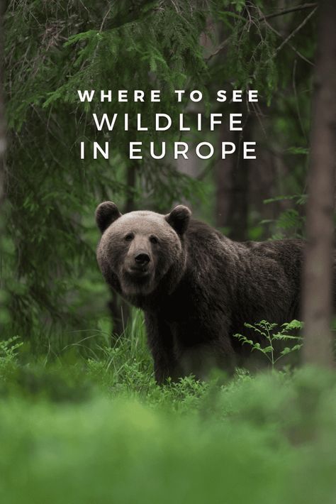 Wildlife spotting can be an amazing adventure. If you're looking to see some of the best wildlife in Europe, then check out this guide for the top spots. From bears and wolves to dolphins and whales, you're sure to spot something amazing on your travels. Europe Train Travel, European Itineraries, Europe Train, Europe Map, Park Ranger, Visit Europe, Dream Travel Destinations, One Dollar, Photo Story