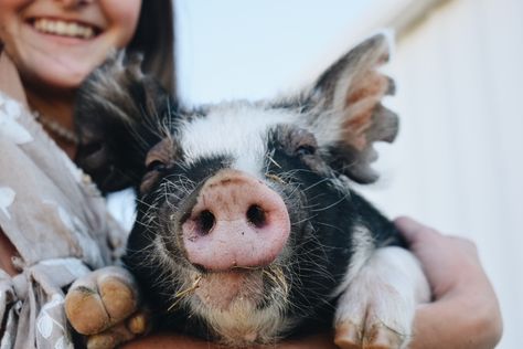 Diy Pig Pen, Pig Pen Ideas, Ffa Pictures, Pig Doodle, Pig Quotes, Guinea Pig Quotes, Pigs Quote, Livestock Photography, Berkshire Pigs