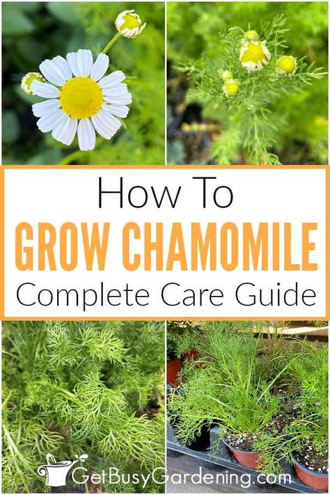 Harvesting Camomille, How To Harvest Camomille, Harvesting Chamomile For Tea, How To Use Chamomile Plant, How To Harvest Chamomile, How To Plant Chamomile Seeds, Roman Chamomile Plant, How To Grow Camomile, Chamomile Plant Care