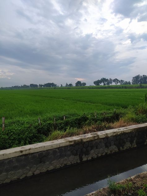 Foto sawah di desa Sawah Di Desa Aesthetic, Background Reference, Bohol Philippines, Rice Field, Bohol, Social Butterfly, Makassar, Philippines, Pop Up