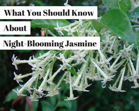 You may have smelled the glorious night-blooming jasmine while on vacation in warmer climes but not realised where the scent was coming from. Learn about the plant and how it likes to grow. Cestrum Nocturnum, Perennials For Sun, Plant Night, Night Blooming Jasmine, Night Blooming Flowers, Scent Garden, Moonlight Garden, Jasmine Plant, Indoor Flowering Plants