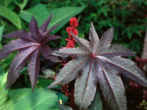 The gardening experts at HGTV share 10 flowers that provide maximum beauty for minimal expense and fuss. Castor Oil Plant, Architectural Plants, Goth Garden, Hgtv Garden, Cottage Garden Plants, Poisonous Plants, Garden Shrubs, Tropical Foliage, Beach Gardens