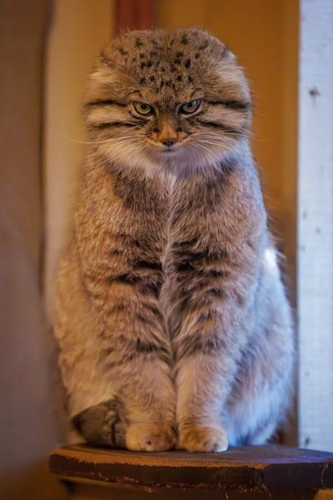 23 Delightfully Derpy, Gloriously Grumpy, Fabulously Floofy and Absolutely Awwdorable Pallas’ Cats Pallas Cats, Black Footed Cat, Pallas's Cat, Grumpy Face, Cheezburger Cat, Types Of Cats, Dungeons And Dragons Game, Dragon Games, Scene Design