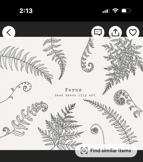 Snake Fern Tattoo, Fern Fiddlehead Tattoo, Fern Tattoo Placement, Fiddlehead Fern Tattoo, Science Tattoo, Tattoo Hip, Fiddlehead Ferns, Fern Tattoo, Fern Flower