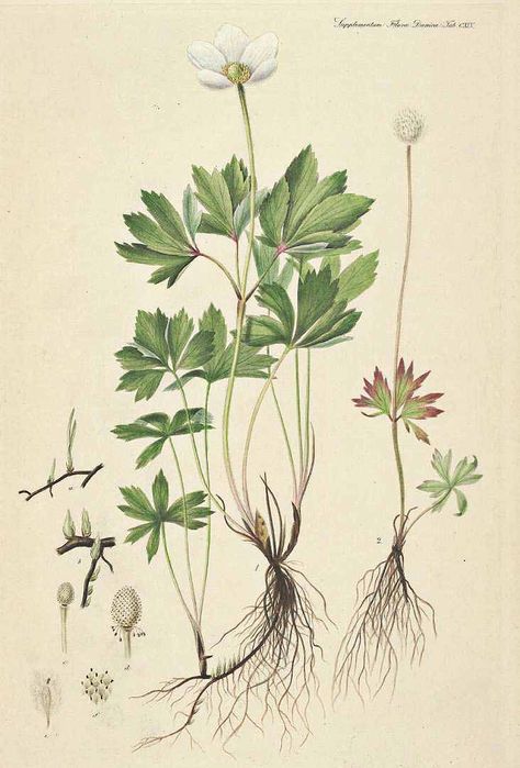 Anemone sylvestris L. snowdrop anemone Flora Danica, Suppl. [G.C. Oeder et al], vol. 3: t. 145 (1839) Anemone Sylvestris, Snowdrop Plant, Botanical Inspiration, Flora Danica, Botanical Illustrations, Vintage Illustrations, Vintage School, Botanical Drawings, Plant Illustration