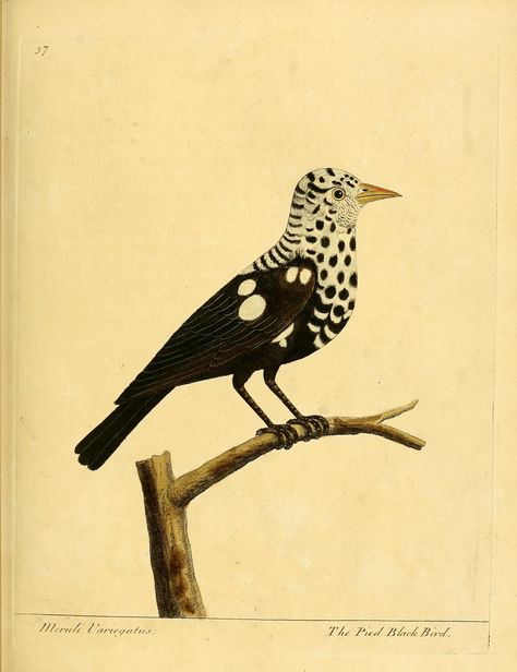 v. 2 - A natural history of birds : - Biodiversity Heritage Library Antique Bird Illustration, History Illustration, Vintage Bird Illustration, Bird Book, Scientific Illustration, Bird Drawings, Bird Illustration, Vintage Birds, Vintage Printables