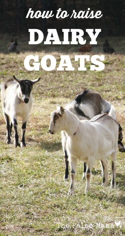 How to Raise Dairy Goats1 Keeping Goats, Goat Milking, Homesteading Animals, Raising Farm Animals, Goat Care, Raising Goats, Dairy Goats, Goat Farming, Backyard Farming