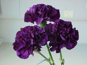 purple carnation Orange Carnations, Purple Carnations, Purple Reign, Purple Love, All Things Purple, Red Dark, Romantic Look, Dark Orange, Purple Lilac