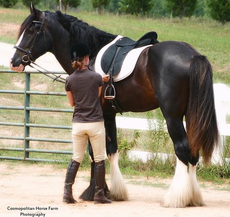 Shire Horse, Clydesdale Horses, Draft Horse, Big Horses, Horse Boarding, Dressage Saddle, Horse Aesthetic, Most Beautiful Animals, Horse World