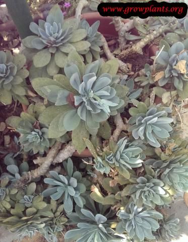 Rock purslane\ http://www.growplants.org/growing/rock-purslane Rock Purslane, Christmas Cactus, Succulents Garden, Season Colors, House Inspo, How To Grow, Planting, Succulent, To Grow