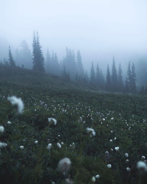 Dark Forest Aesthetic, Foggy Weather, Forest Aesthetic, Lost In The Woods, Foggy Forest, Sky Landscape, Art Tools Drawing, Photo Collage Template, Blue Hour