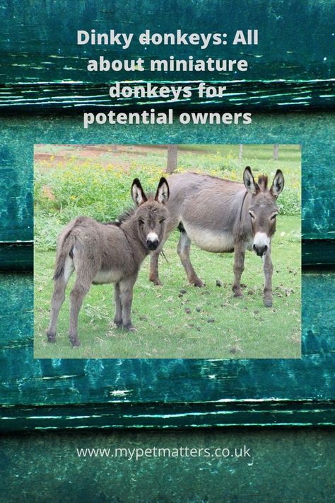 Miniature Donkey Care, Miniature Donkey Shelter, Donkey Shelter, Donkey Breeds, Lighthouse Project, Mini Homestead, Donkey Care, Pet Donkey, Hay Feeder For Horses