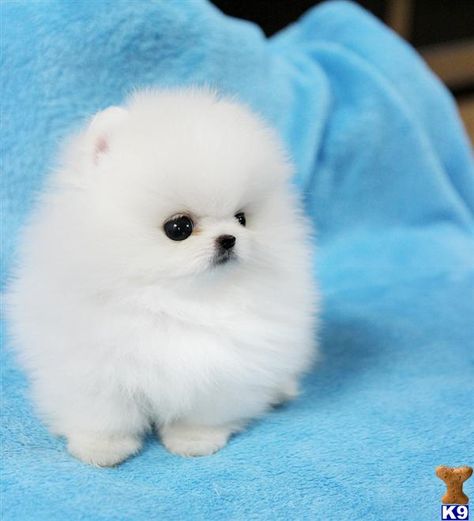 cutest puppy ever White Pomeranian Puppies, Pomeranian Puppy Teacup, Party Tray, Cute Pomeranian, 7 Layer, Teacup Puppies, Makeup Mascara, Pomeranian Dog