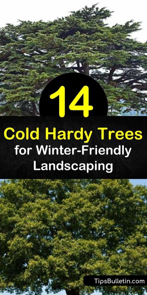 Discover how to landscape by growing hardy trees in cold climates. Evergreen trees are some of the hardiest, but there are other hardy trees as well. Peach trees and other fruit trees tolerate cold, and the maple tree is also cold-friendly. #coldhardy #trees Windbreak Trees, Maple Tree Landscape, Texas Trees, Cold Climate Gardening, Drought Tolerant Trees, How To Landscape, Trees For Front Yard, Community Spaces, Growing Trees