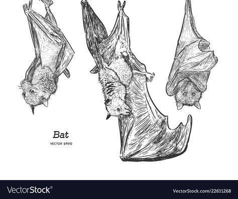 Bats Tattoo, Bat Drawing, Bat Illustration, Bat Vector, Bats Tattoo Design, Ink Line Art, Cartoon Bat, Flying Bat, Hanging Bat