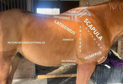 Horse Physiotherapy, Equine Vet Tech, Equine Bodywork, Equine Massage Therapy, Equine Vet, Horse Massage, Equine Anatomy, Equine Veterinarian, Equine Massage