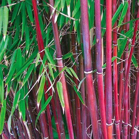 Red Stemmed Bamboo Plant 'Asian Wonder' (5L Pot) Pieris Japonica, Bamboo Species, Bamboo Background, Clumping Bamboo, Bamboo Seeds, Growing Bamboo, Architectural Plants, Privacy Plants, Seed Shop