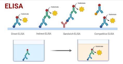 Enzyme-Linked Immunosorbent Assay (ELISA) is a modern molecular technique for the detection of antigen-antibody interaction with the help of an enzyme. It is one of the sensitive enzyme immunoassay techniques for the detection ... Read more The post ELISA- Definition, Principle, Procedure, Types, Steps, Uses appeared first on Microbe Notes. Enzyme Linked Immunosorbent Assay, Elisa Test, Microbiology Notes, Physics Poster, Microbiology Study, Fluorescence Microscopy, Streptococcus Pneumoniae, Microbiology Lab, Flow Cytometry