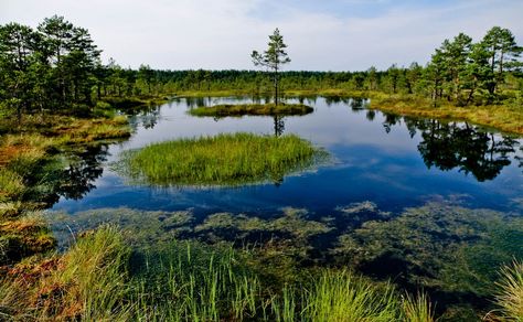 Lahemaa National Park provides a great overview of most of the natural and cultural landscapes characteristic of Estonia. Description from balticbookings.com. I searched for this on bing.com/images Genangan Air, Estonia Travel, Baltic Region, Dark Woods, Tallinn, Wild Life, Magical Creatures, Estonia, Travel Around The World