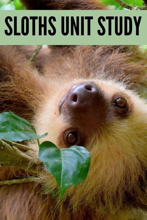 Costa Rica Unit Study, Habitats Activities, Sloth Habitat, Biological Weathering, Sloth Eating, Free Unit Study, Homeschool Tools, Sloth Facts, Herbivorous Animals