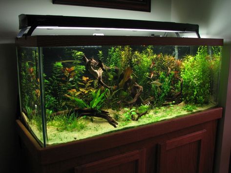 fertilizers - Page 2 - Aquarium Advice - Aquarium Forum Community 75 Gallon Planted Aquarium, 75 Gallon Aquarium Ideas, 55 Gallon Fish Tank Ideas, Planted Fish Tank, Community Fish Tank, 40 Gallon Aquarium, 75 Gallon Aquarium, 55 Gallon Aquarium, 55 Gallon Tank