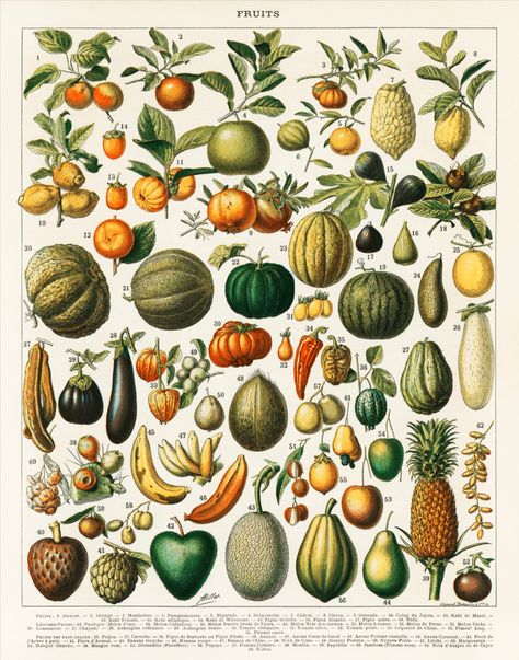 Illustration Botanique Vintage, Coastal Art Prints, Illustration Botanique, Botanical Illustration Vintage, Small Framed Art, Fruit Illustration, Illustration Vintage, Hotel Decor, Vintage Poster Art