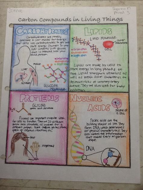 My Carbon Compounds poster shows the four different carbon compounds: Carbs, Proteins, Lipids (Fats), and Nucleic Acids. I wrote a short description of each and had illustrations of where they could be found in your body. Carbon compounds are important in my life because they make up everything and especially because they make up me. Microbiology Poster Ideas, Biology Macromolecules, Macromolecules Biology, Biological Macromolecules, Biology Posters, Carbon Compounds, Bio Project, Biology Project, Biochemistry Notes