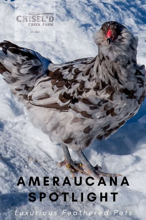 Ameraucana chicken spotlight blog post, featuring a picture of a Splash Ameraucana in the snow Ameraucana Chicken, Blue Eggs, Family Pets, Chicken Breeds, Chickens Backyard, Family Pet, Sky Blue, Chicken, Animals