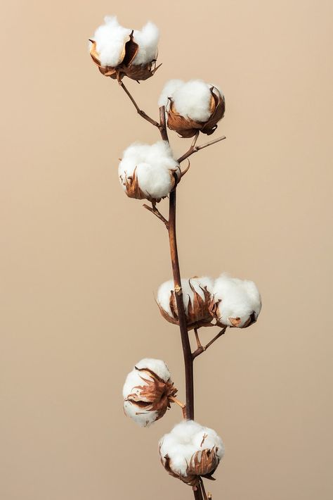 Cotton Branches, Background Light, Flower Window, Cotton Plant, Cotton Flower, Terrarium Diy, Floral Image, Dry Leaf, Flower Branch