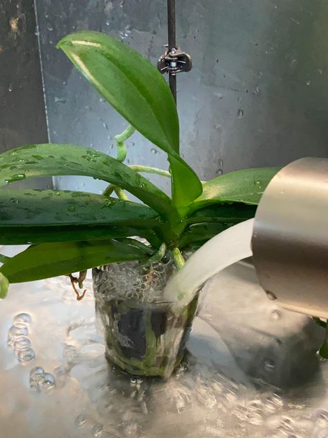 How To Water Orchids: 3 Simple Ways (But NO Ice Cubes!) How To Water Orchids Correctly, Orchids In Water Vase, Orchid Watering, How To Water Orchids, Orchid Types, Watering Orchids, Water Orchids, Orchids Care, Orchids In Water