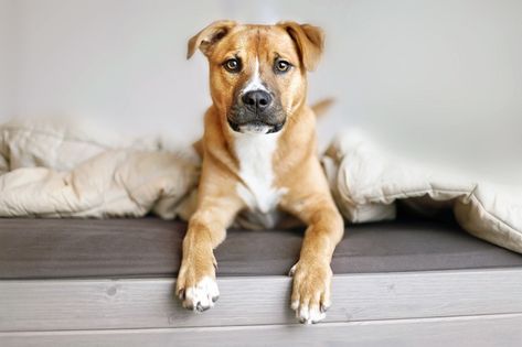 30 Mixed-Breed Dogs Celebrating National Mutt Day [GALLERY] - Dogtime Mutt Puppies, National Mutt Day, Sitting On Bed, Dog Bed Modern, Short Haired Dogs, Animal Body Parts, Puppy Sitting, Hybrid Dogs, Dogs Breeds