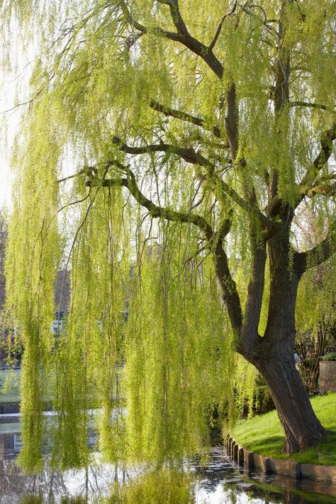 Willow Trees, Girl Face Drawing, Tree Drawings Pencil, Magnolia Park, Pond Life, Natural Swimming Pools, Weeping Willow, Home Landscaping, Nature Art Painting