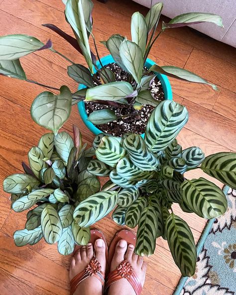 Ctenanthe Setosa, Plant Goals, Plant Lady, How To Become, Plants, On Instagram, Instagram