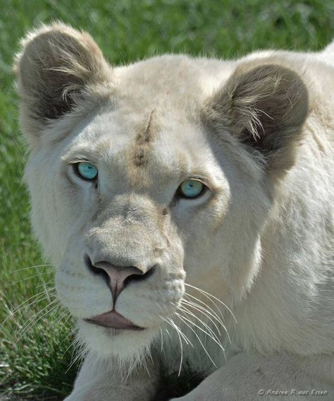 Albino Lioness, Albino Lion, Lion Anatomy, Lion Profile, Future Pfp, Small Wild Cats, Lion Drawing, White Lion, Baby Lion