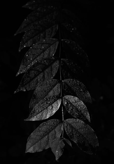 https://flic.kr/p/2iMBvHp | Leaf Black Color Aesthetic Wallpaper, Black Colour Aesthetic, Black Nature Wallpaper, Black Leaf Wallpaper, Black Leaves Wallpaper, Hitam Aesthetic, Leaves Black And White, Hyperrealistic Drawing, Dark Leaves