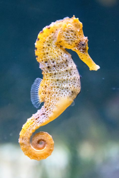 When it comes to marine food chains, copepods are often the unsung heroes. Yet, they are a favored meal for many. Our latest blog entry offers a deep dive into the world of those that feast on them. Delve in, and equip your aquarium management with a new perspective. Seahorse Aesthetic, Seahorse Facts, Seahorse Drawing, Tattoo Fish, Colorful Seahorse, Seahorse Tattoo, Animal T Shirt, Tattoo Nature, Seahorse Art