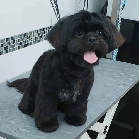 Black Shih Tzu Grooming Styles, Shih Tzu Haircuts Short, Black Shitzu, Yorkie Poo Haircut, Shitzu Dogs Haircuts, Shih Tzu Grooming Styles, Black Shih Tzu, Puppy Haircut, Shitzu Dogs